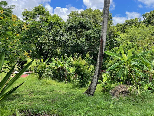 Terrain à SCHOELCHER