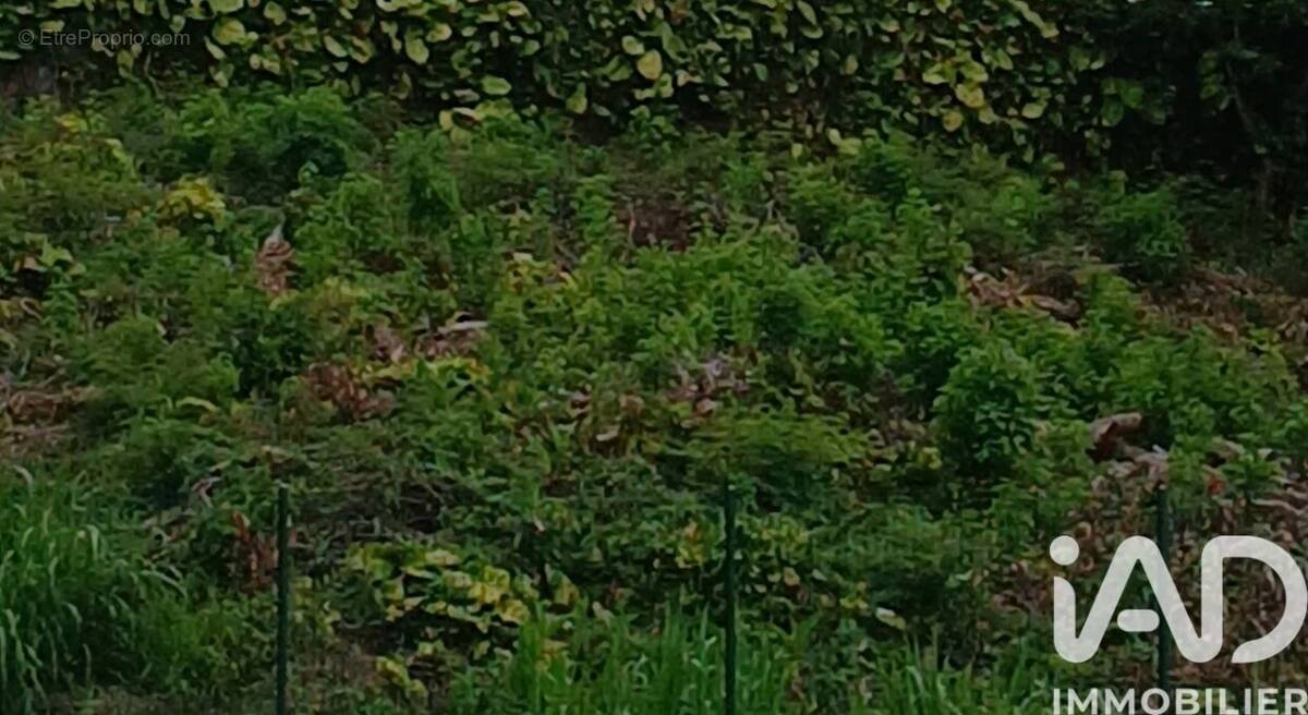 Photo 1 - Terrain à SAINT-JOSEPH