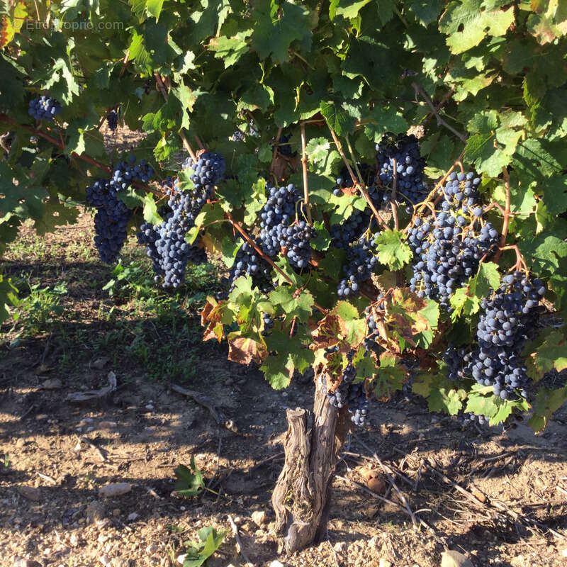 Propriete viticole bio AOP Faugères à vendre  ROQUESSELS (34) 9,8ha de vignes 28ha de landes caves 572m² - photo 13