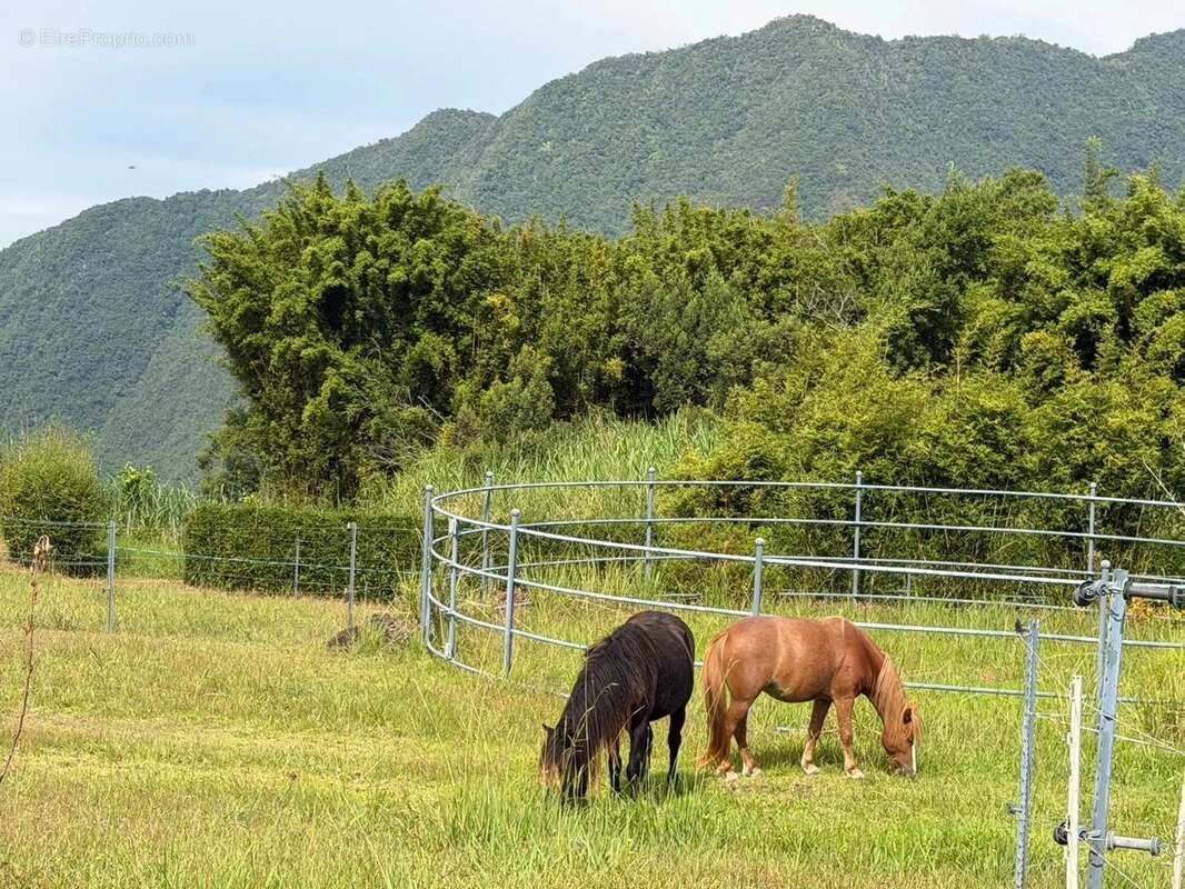 Maison à SAINT-JOSEPH