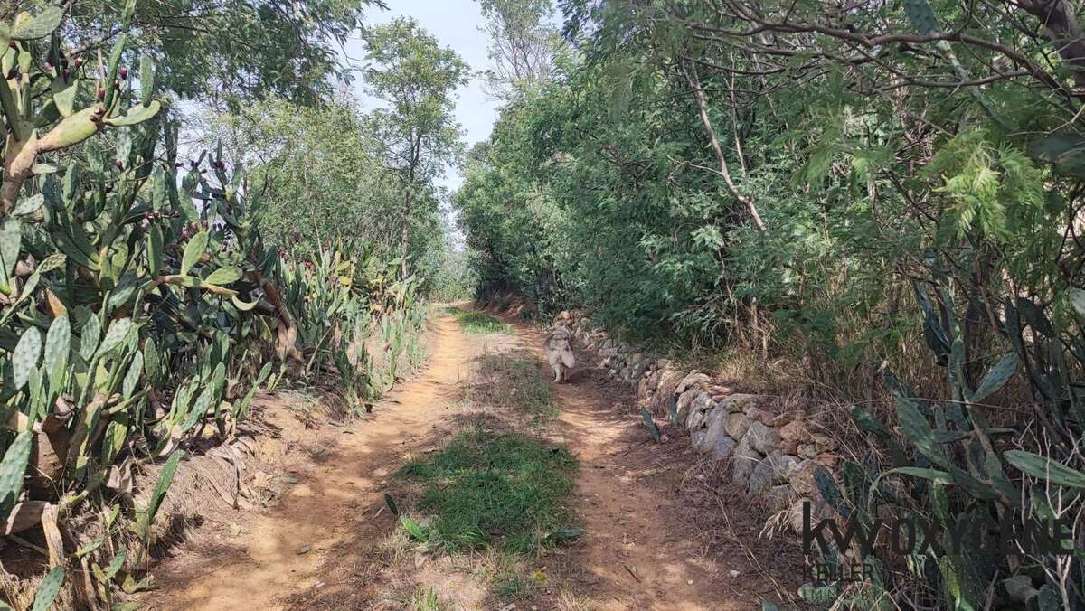 Terrain à SAINT-JEAN-PLA-DE-CORTS