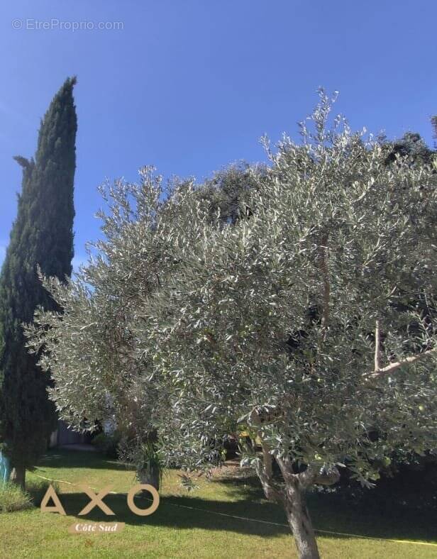 Terrain à CASTELNAU-LE-LEZ