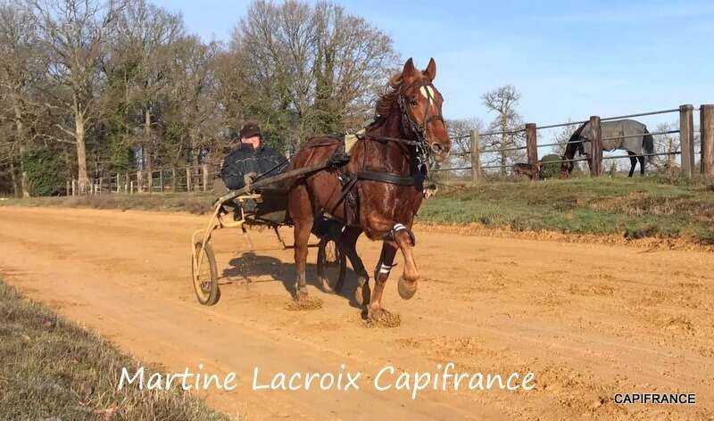 Dpt SARTHE (72), à vendre LA FERTÉ-BERNARD - PROPRIÉTÉ  P5 de 100 m² - Terrain de 10 Ha - photo 7