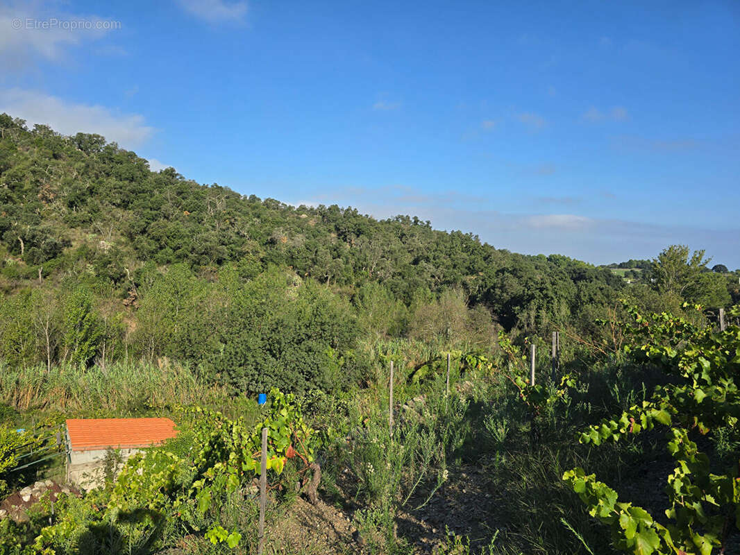 Terrain à COLLIOURE