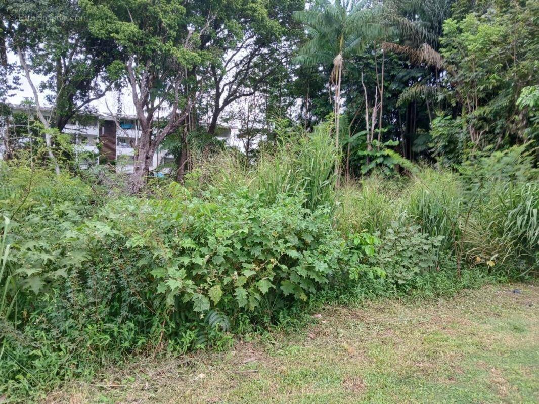 Terrain à CAYENNE