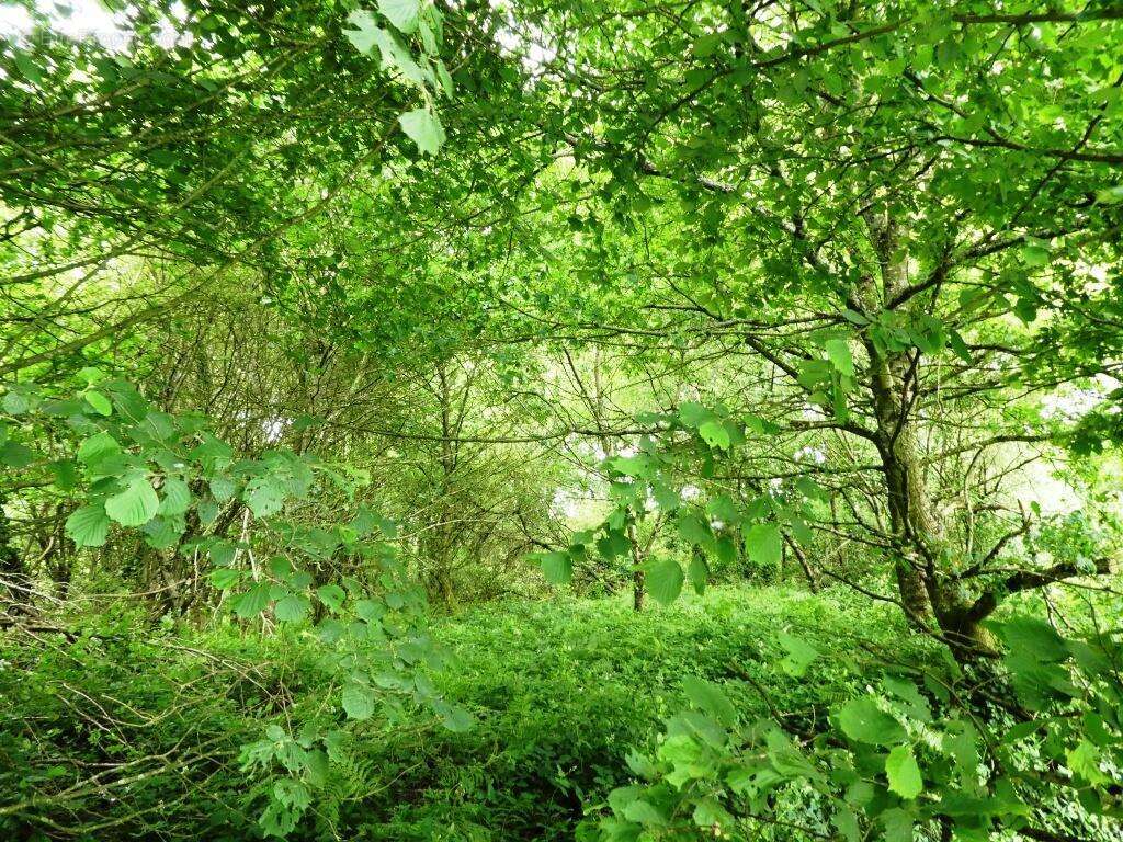 Terrain agricole - photo 3
