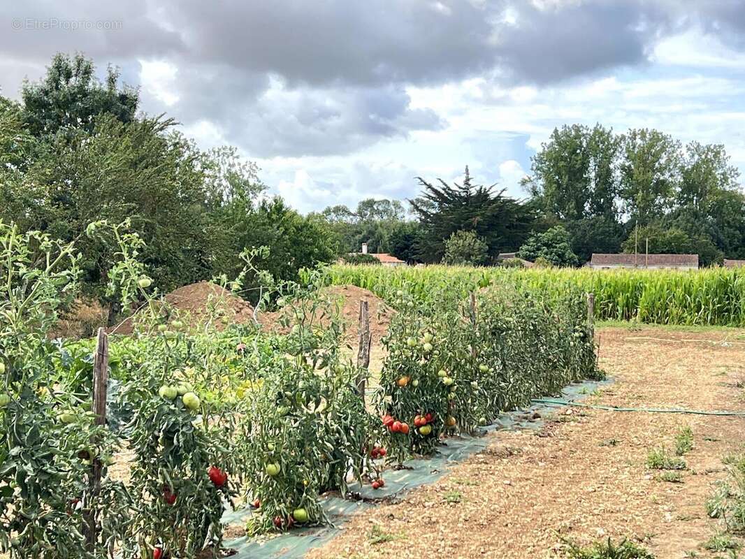 Photo 4 - Maison à LONGEVILLE-SUR-MER
