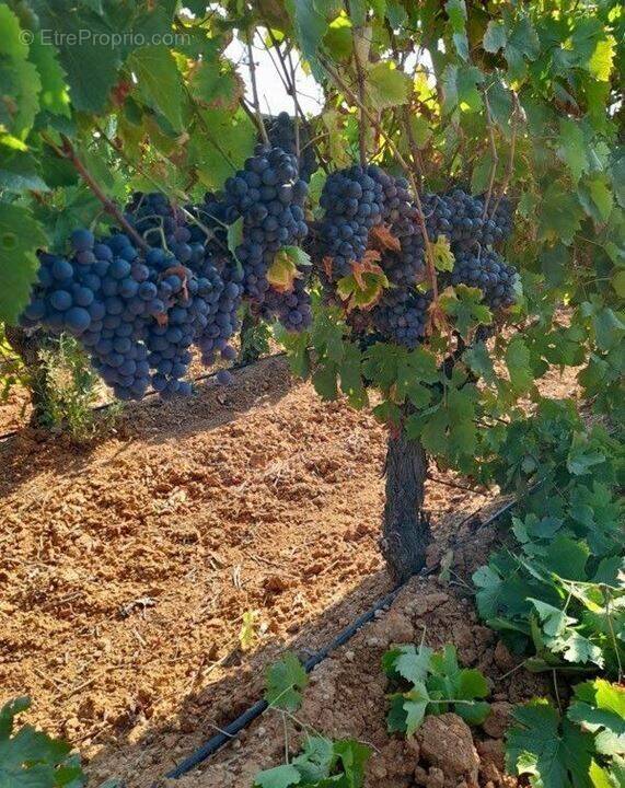 Photo 1 - Terrain à SAINT-NAZAIRE-D'AUDE