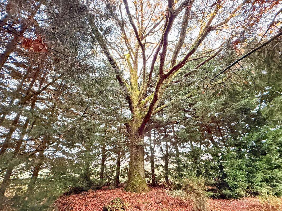 Maison à VILLENEUVE-LES-BORDES