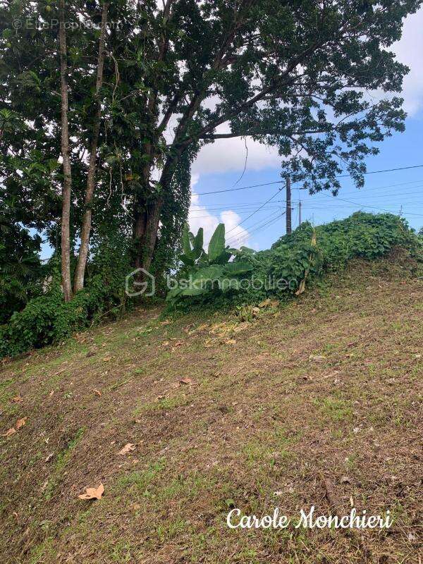 Terrain à CAPESTERRE-BELLE-EAU