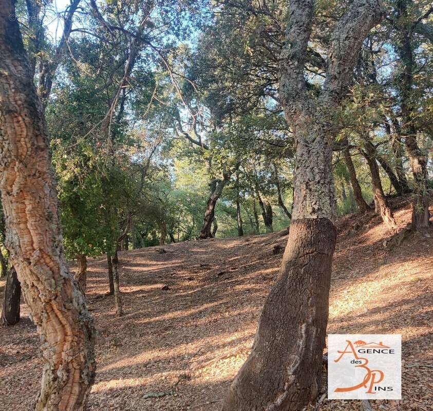 Terrain à COLLOBRIERES