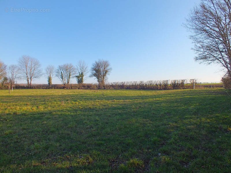 Terrain à MUSIGNY