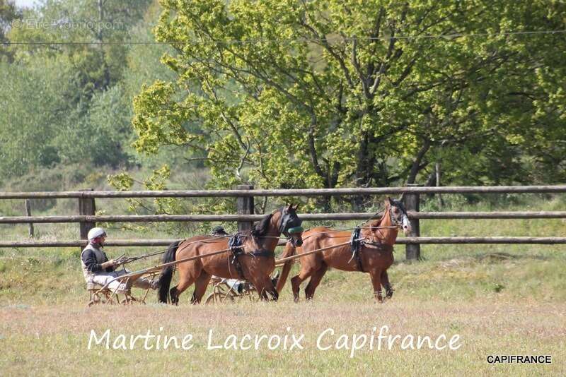 Dpt SARTHE (72), à vendre LA FERTÉ-BERNARD - PROPRIÉTÉ  P5 de 100 m² - Terrain de 10 Ha - photo 30