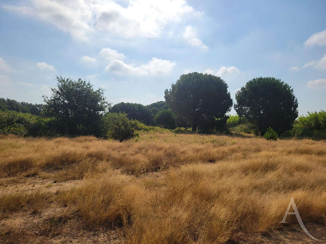 Terrain  constructible 3 faces - Latour Bas Elne - photo 4