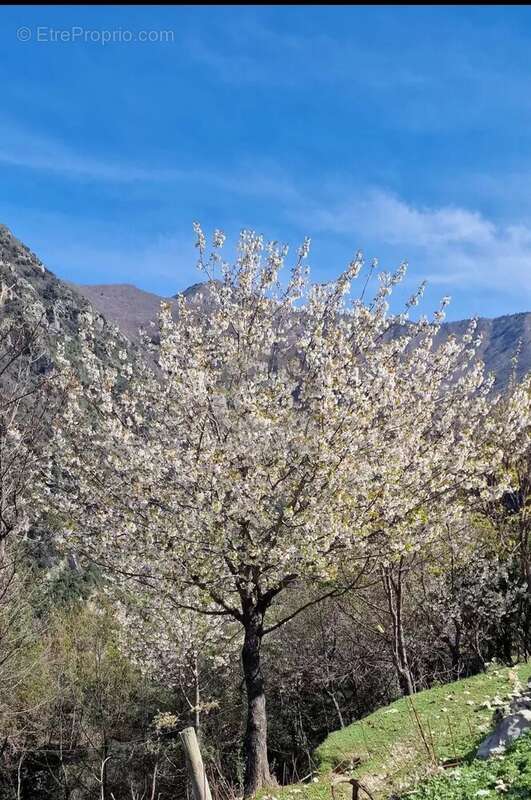 Maison à BREIL-SUR-ROYA
