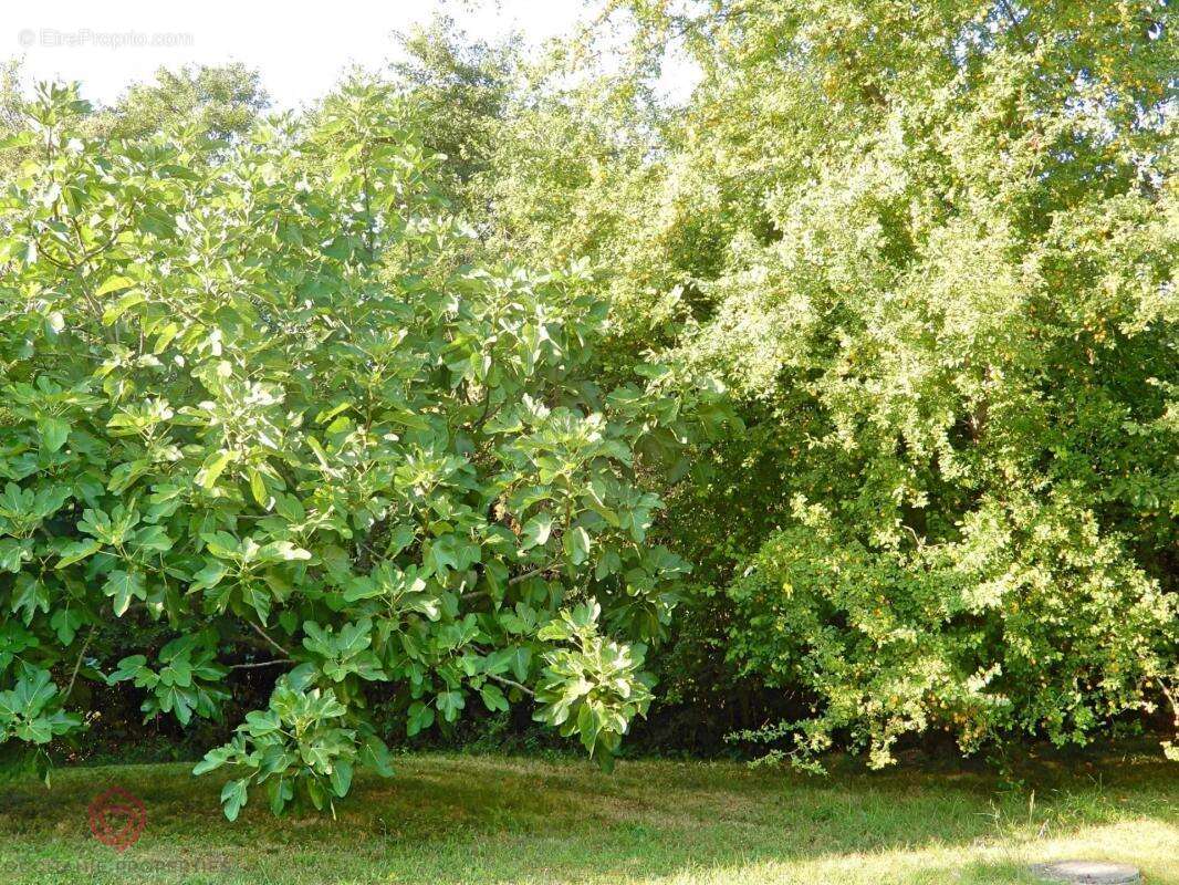 Maison à VILLEFRANCHE-DE-LAURAGAIS