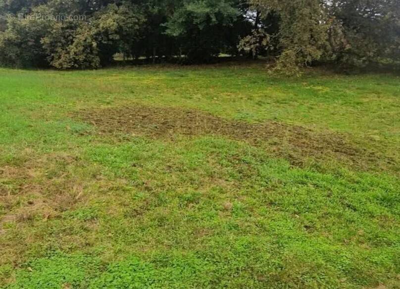 Terrain à PARENTIS-EN-BORN