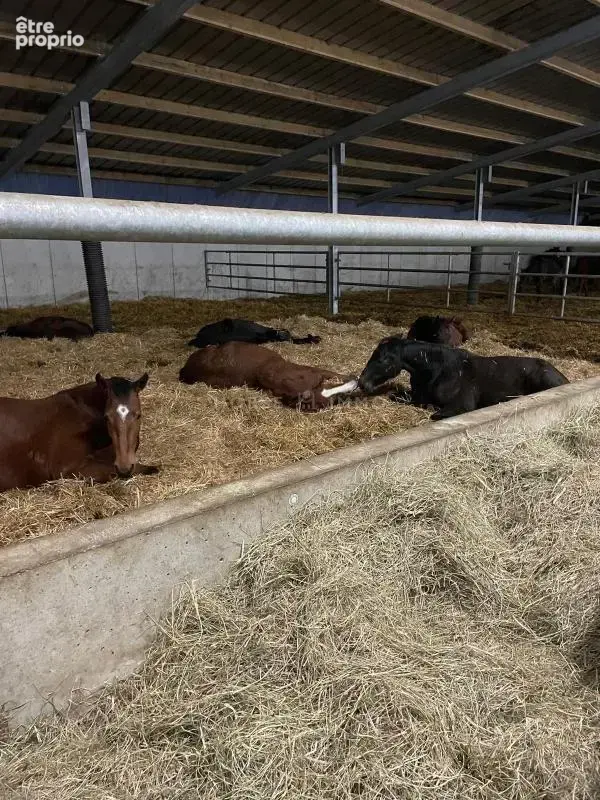 Haras de Reproduction Clé en Main sur 52 ha dans le Morbihan (5 - photo 13