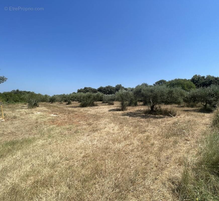 Terrain à SAINT-SIFFRET