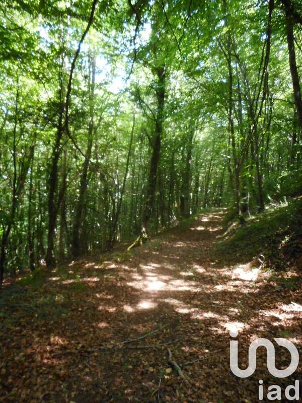 Photo 2 - Terrain à VERRERIES-DE-MOUSSANS