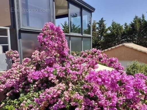 Appartement à MARSEILLAN