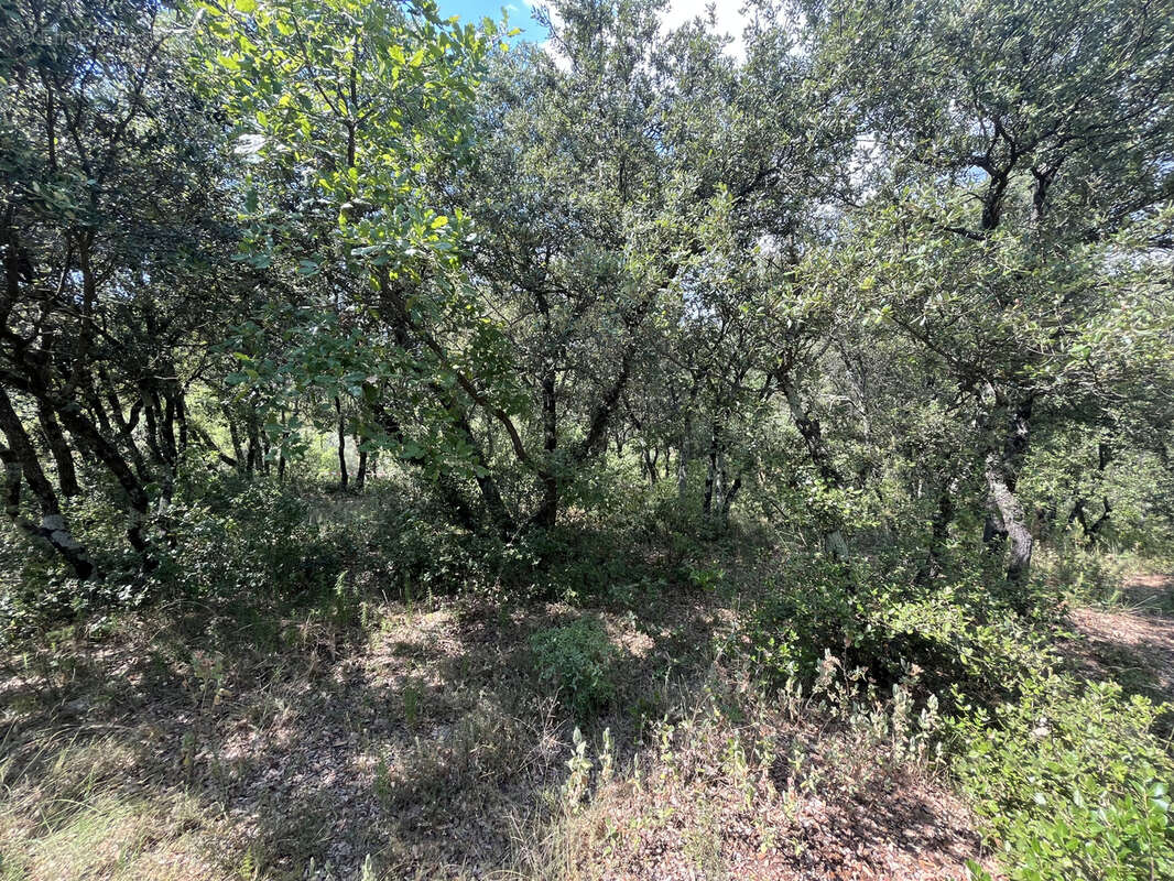 Terrain à SAINT-MAXIMIN-LA-SAINTE-BAUME
