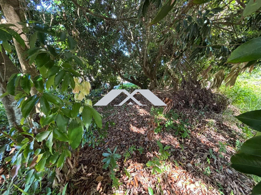 Terrain à SAINT-JOSEPH