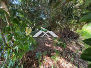 Terrain à SAINT-JOSEPH