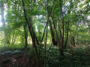 Terrain à NOGENT-LE-PHAYE