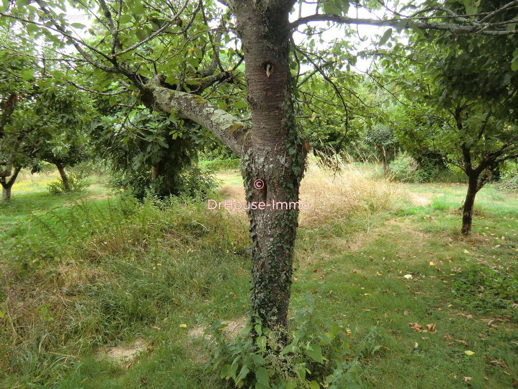 Terrain 1566 m² à Masseube  - photo 7