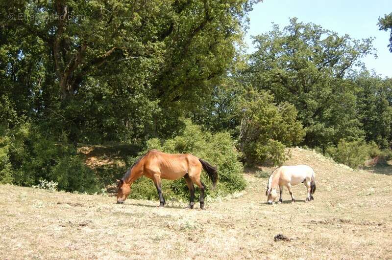 Domaine Equestre avec Gites 20min Châtellerault - photo 11