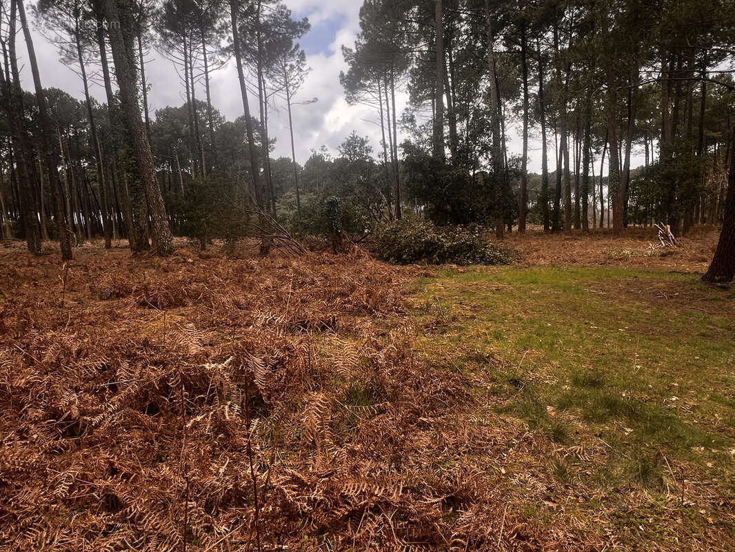 Sanguinet, Terrain constructible à 2 pas du lac - photo 4