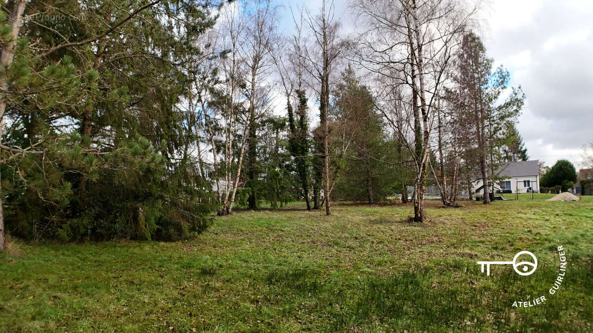 Terrain à MONTRIEUX-EN-SOLOGNE