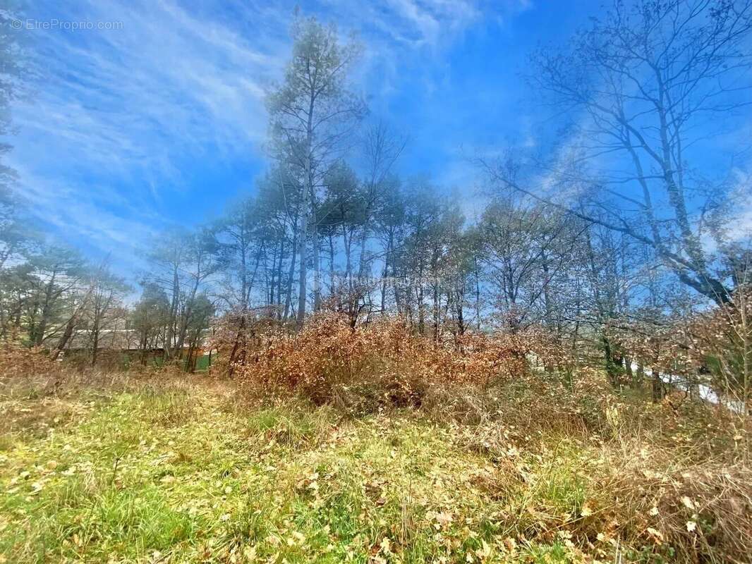 Terrain à MONTANS