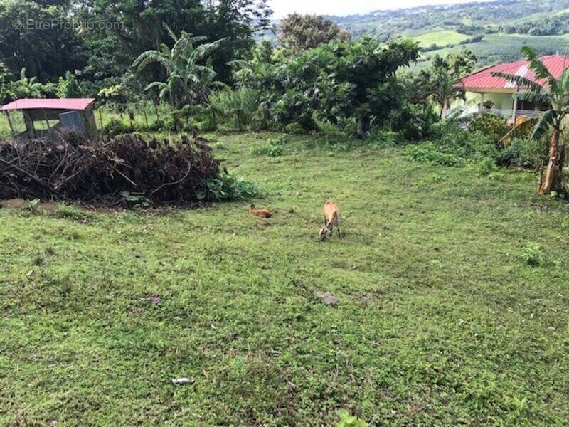 Terrain à LA TRINITE