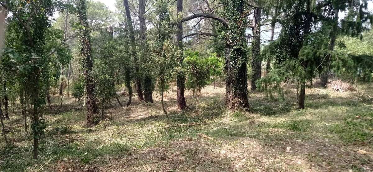 Terrain de 7000m² avec cabanon et 1100m² de - photo 10