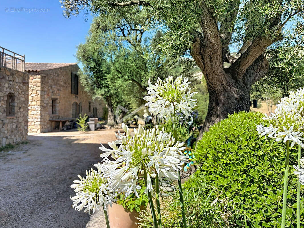 Maison 443 m² à Calvi  - photo 3