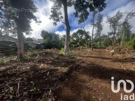 Photo 4 - Terrain à SAINT-PIERRE