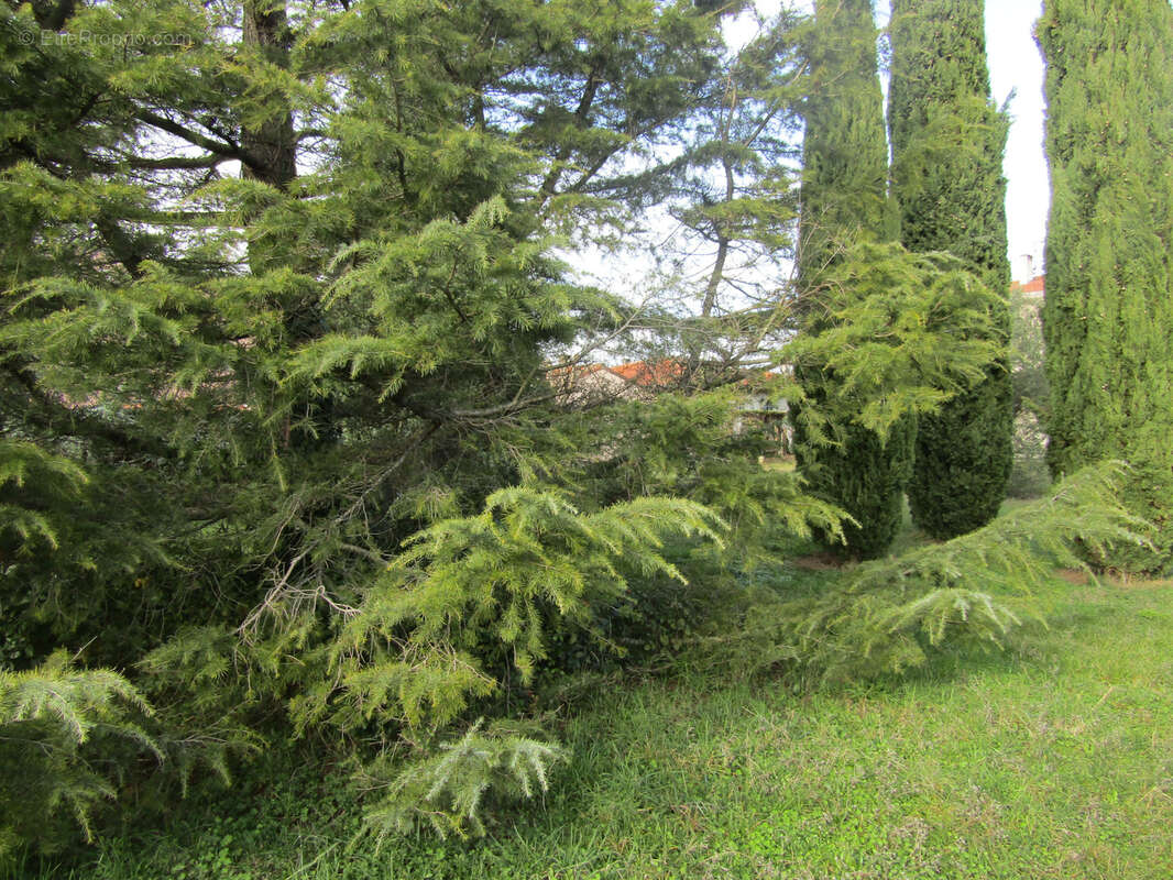 Terrain arboré de 585 m2 à 150 m du Cinéma - photo 3