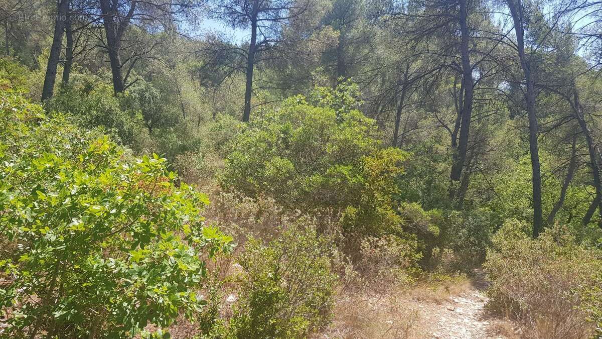 Exclusivite - terrain a vendre - la roque d'antheron - foret - photo 5
