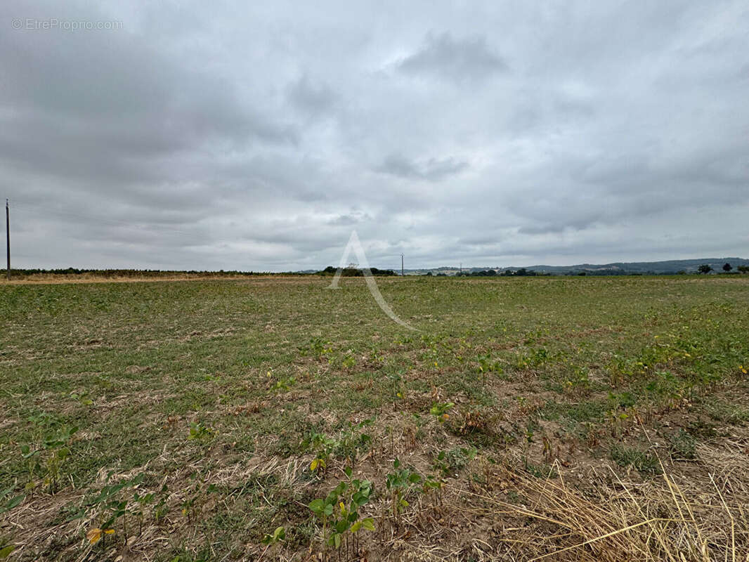 Lisle-sur-tarn - Terrain de 4 hectares - photo 3