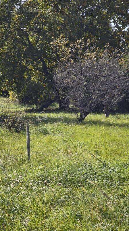 Terrain à SAINT-GONDON