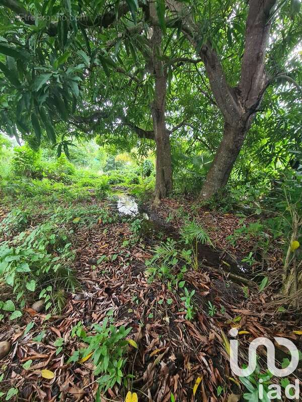 Photo 5 - Terrain à LE MOULE