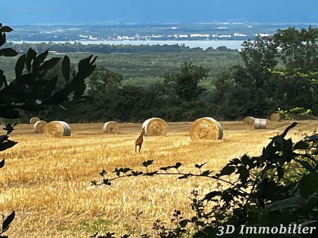 Maison 450 m² à Douvaine  - photo 9