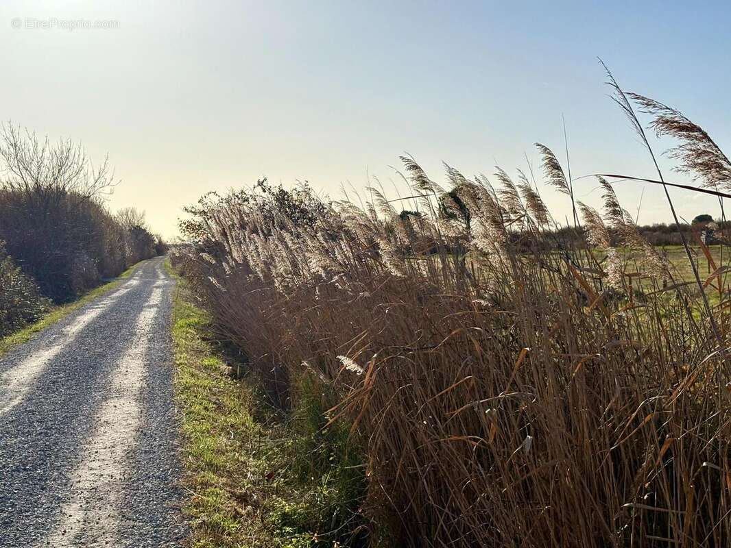 Photo 3 - Terrain à MAUGUIO