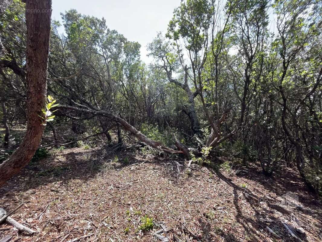 Terrain à SAINT-RAPHAEL