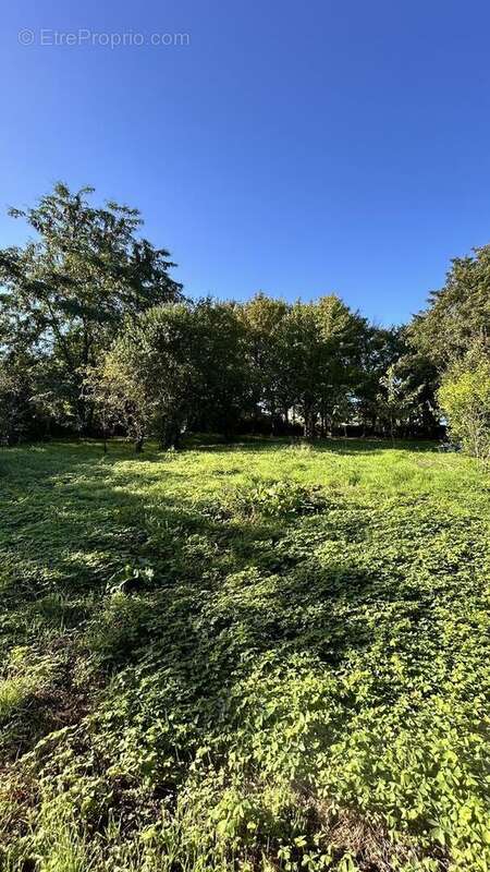 IMG2348 - Terrain à NIORT