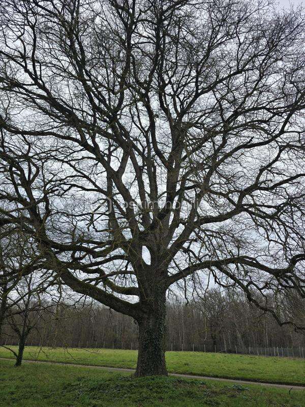 Maison à MONTREUIL-BELLAY