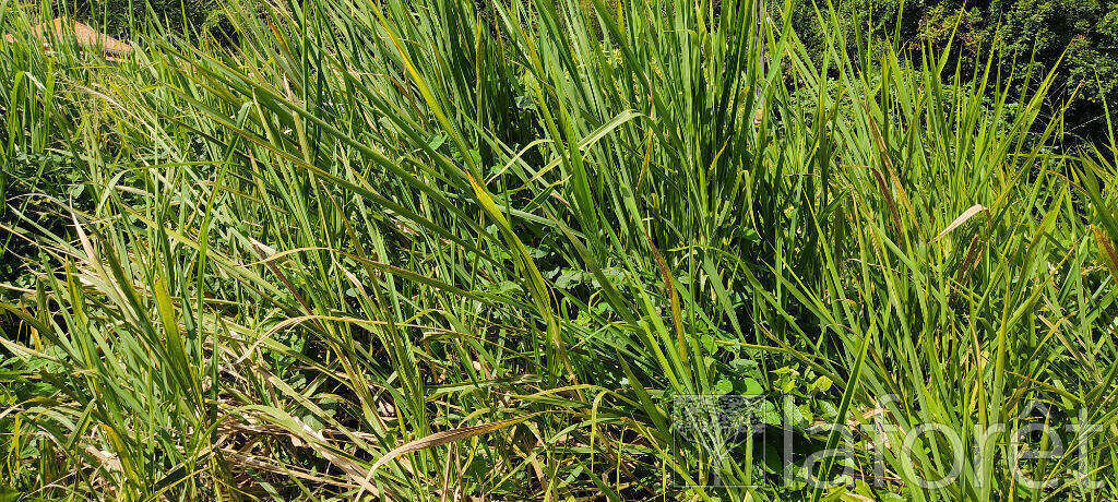 Terrain à CAPESTERRE-BELLE-EAU