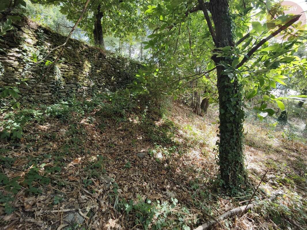 Terrain constructible de 2553m² en Cévennes Vallée Française - photo 7